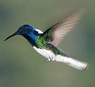 White-necked Jacobin