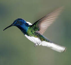 Colibri jacobin