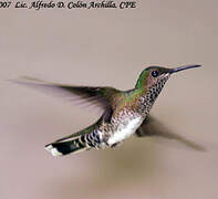 White-necked Jacobin