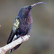 Colibri madère