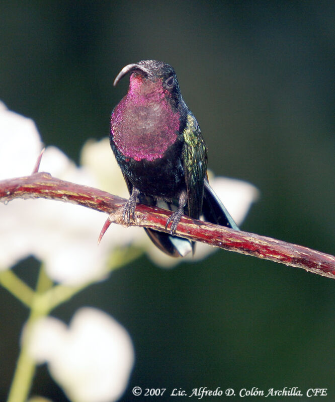 Purple-throated Carib male