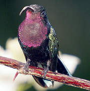 Purple-throated Carib