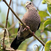 Common Ground Dove