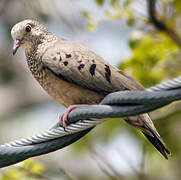 Common Ground Dove