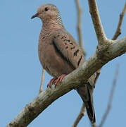 Common Ground Dove