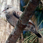 Common Ground Dove