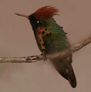 Tufted Coquette