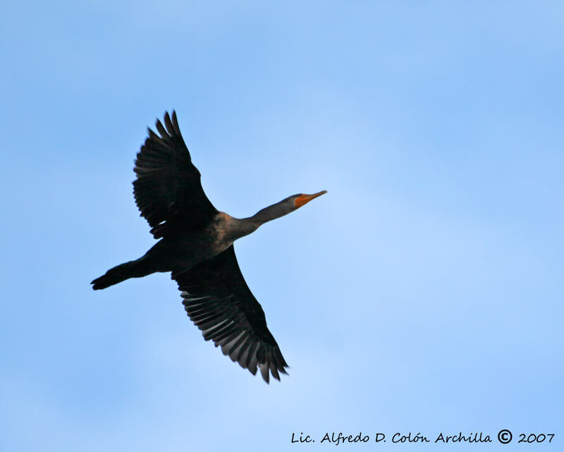 Cormoran à aigrettes