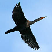 Double-crested Cormorant