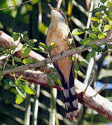 Mangrove Cuckoo