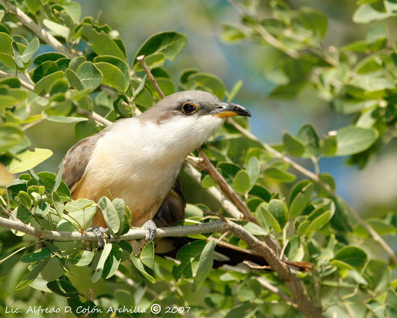 Mangrove Cuckoo