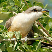 Mangrove Cuckoo