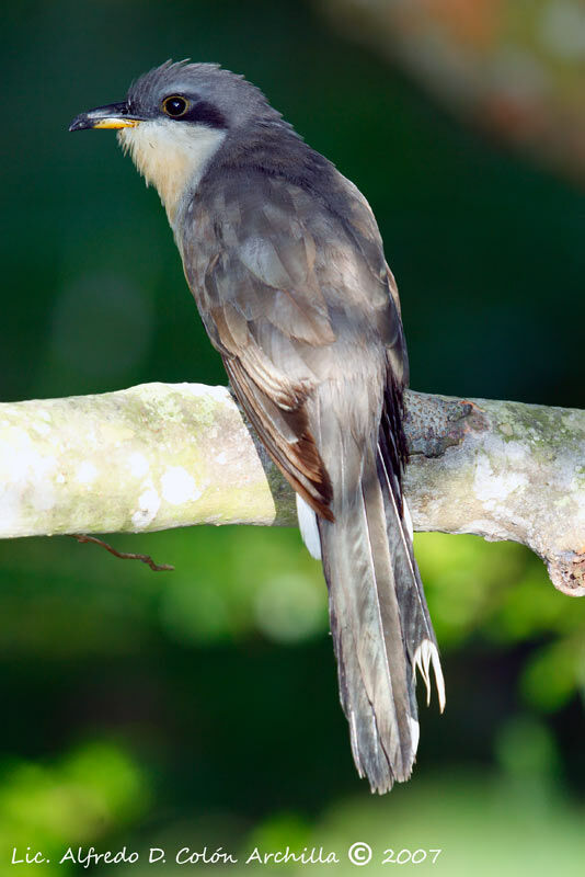 Mangrove Cuckoo