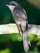 Mangrove Cuckoo