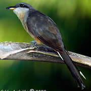 Mangrove Cuckoo