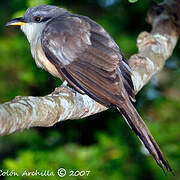 Mangrove Cuckoo