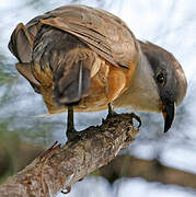 Mangrove Cuckoo