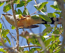 Mangrove Cuckoo