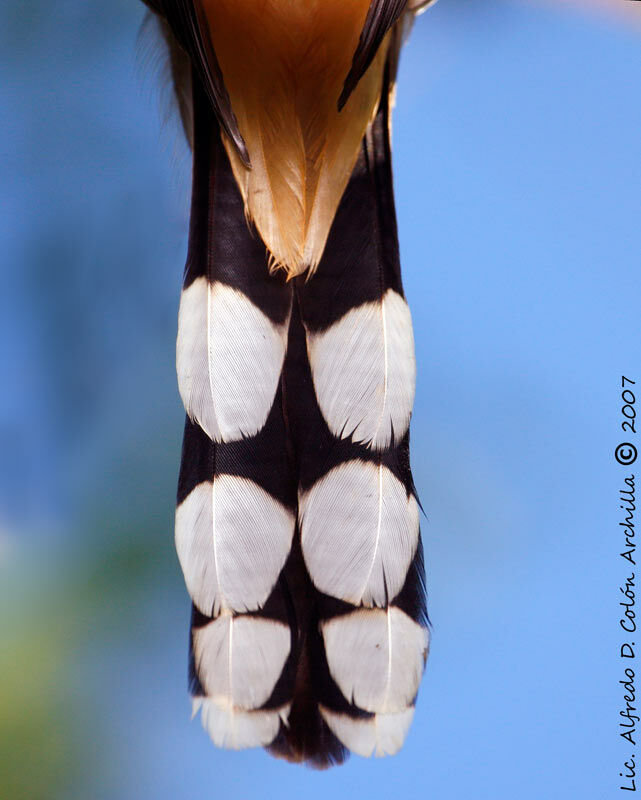 Mangrove Cuckoo