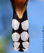 Coulicou manioc