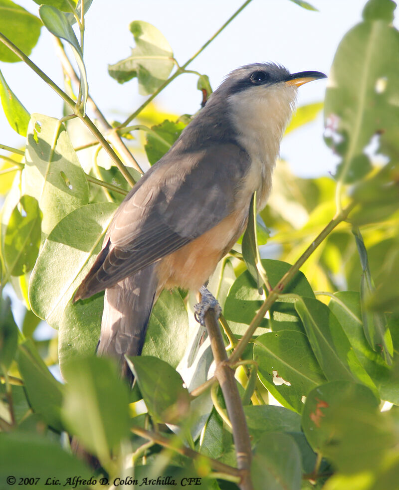 Mangrove Cuckoo