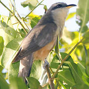 Mangrove Cuckoo