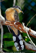 Mangrove Cuckoo