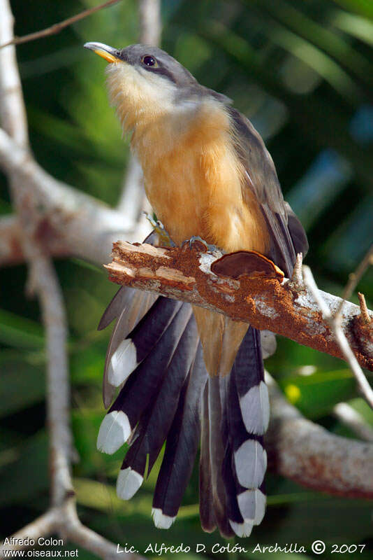 Mangrove Cuckooadult, aspect