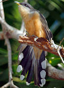 Mangrove Cuckoo