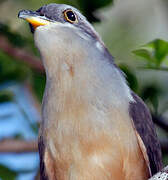 Mangrove Cuckoo