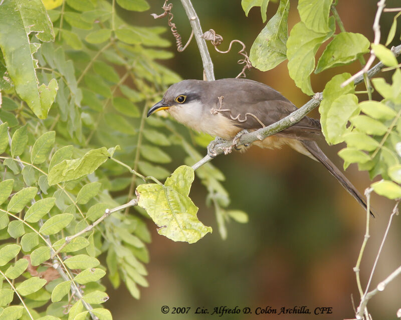 Mangrove Cuckoo