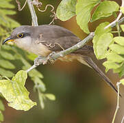 Mangrove Cuckoo