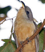 Mangrove Cuckoo