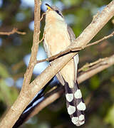 Mangrove Cuckoo