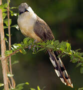 Mangrove Cuckoo