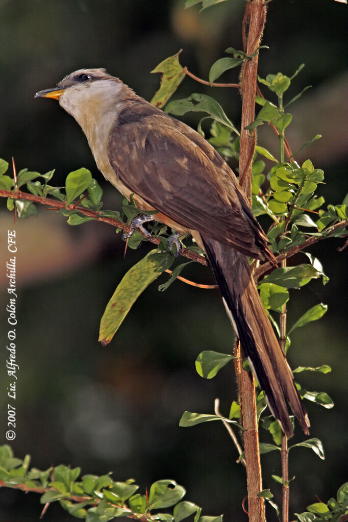 Mangrove Cuckoo