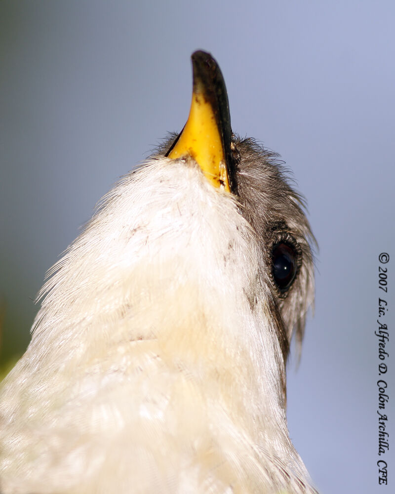 Mangrove Cuckoo