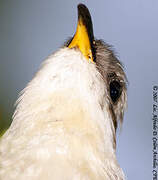 Mangrove Cuckoo