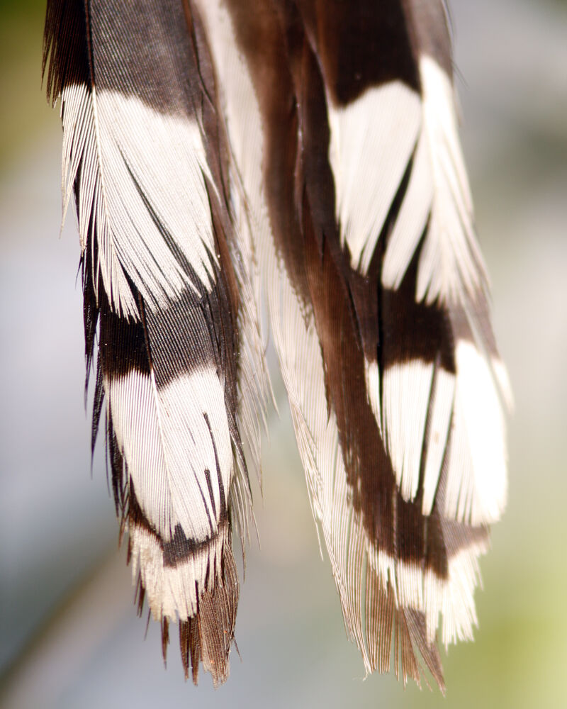 Coulicou manioc