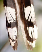 Mangrove Cuckoo