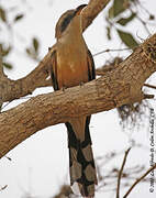 Mangrove Cuckoo