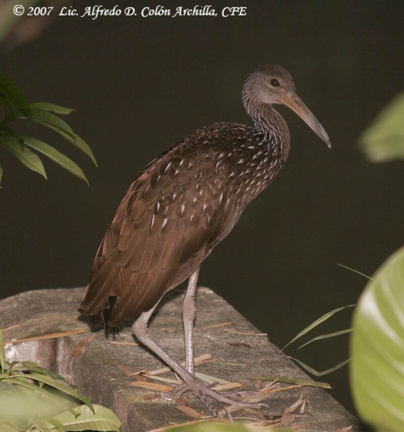 Limpkin