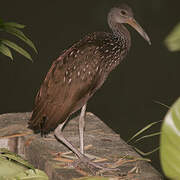 Limpkin