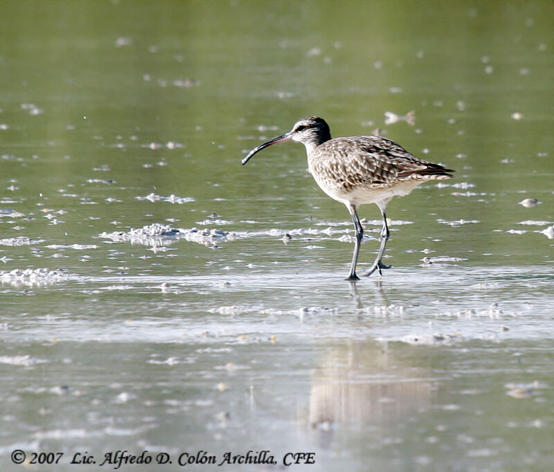 Hudsonian Whimbrel