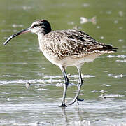 Hudsonian Whimbrel