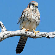 American Kestrel