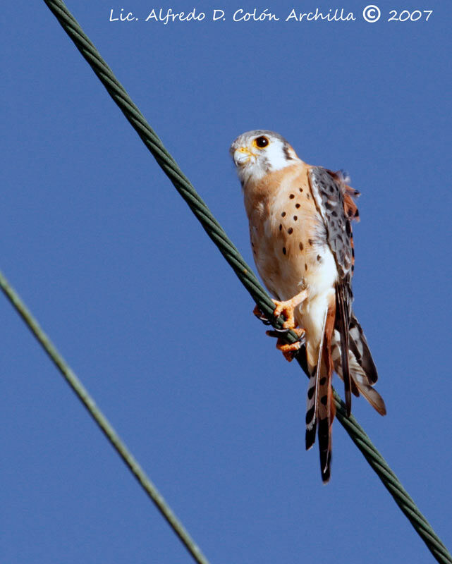 American Kestrel