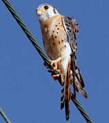 American Kestrel