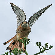 American Kestrel