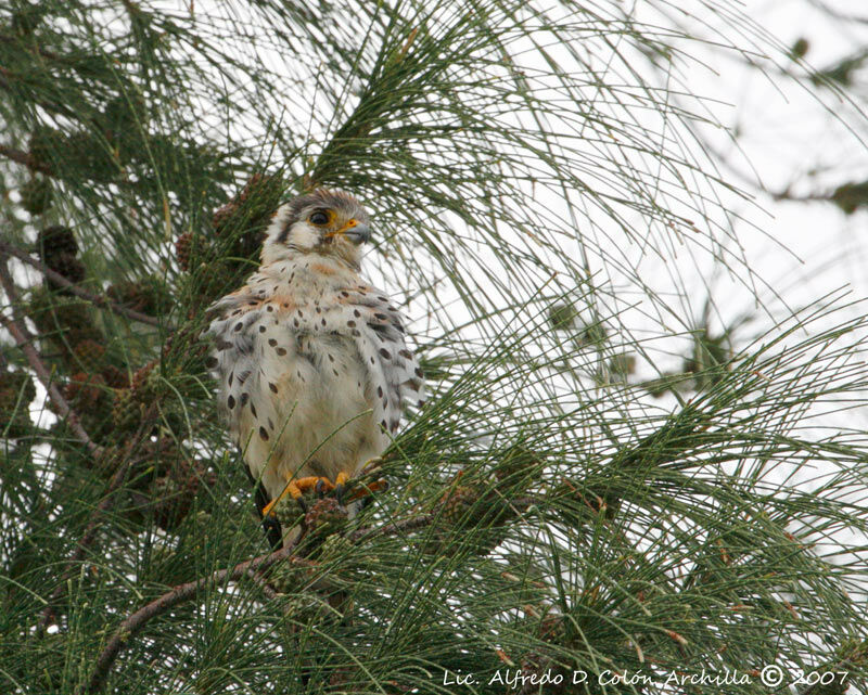 American Kestrel